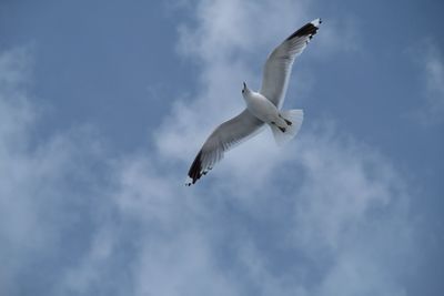 Low angle view of seagull flying against sky