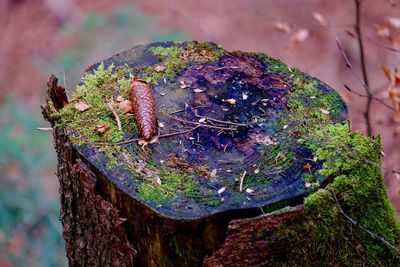 Close-up of moss on wood