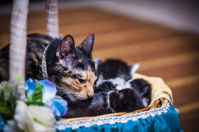 Close-up of cats in basket