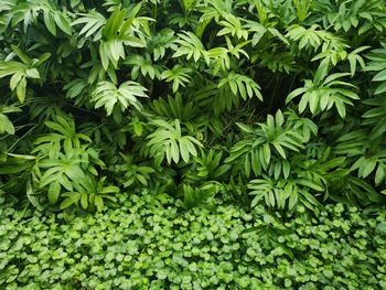 Full frame shot of plants