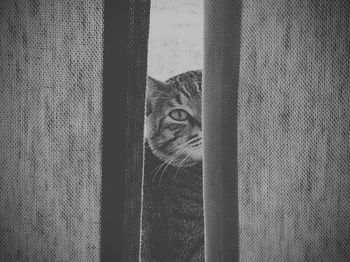 Close-up of human eye against curtain