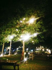 Illuminated trees at night
