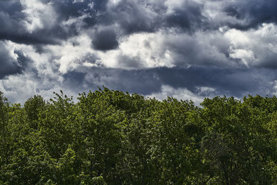 Low angle view of plants against sky