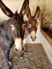 Portrait of donkeys at stable