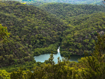 Scenic view of river amidst trees in forest