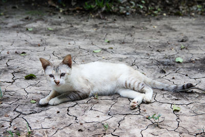 Portrait of cat lying on ground