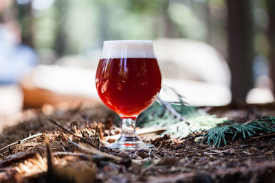 Close-up of wineglass in forest