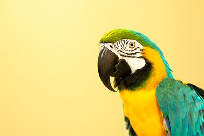 pet