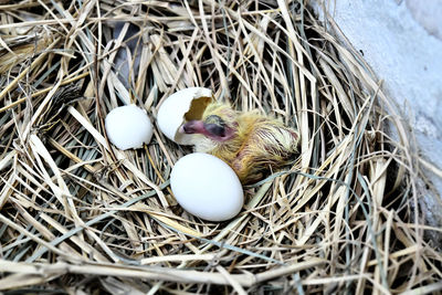 High angle view of baby pigeon bird in the nest
