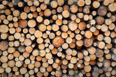 Full frame shot of logs in forest