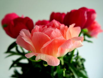 Close-up of red and coral flowers in vase