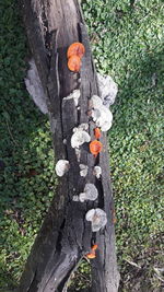 Close-up of tree trunk