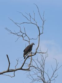 Low angle view of bird perching on branch