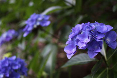 Close-up of purple flowers blooming