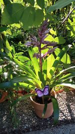 Close-up of potted plant