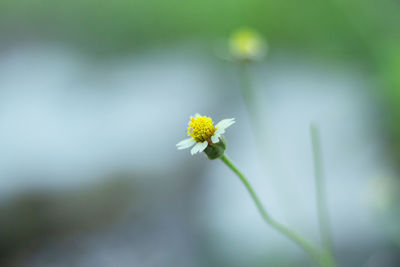 Close-up of flowering plant