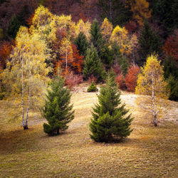 Pine trees on field during autumn