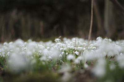 Close-up of flowers growing in field