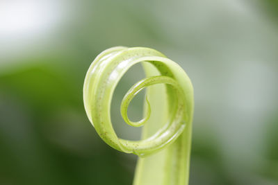 Close-up of spiral leaf