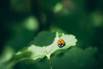 Close-up of insect on leaf