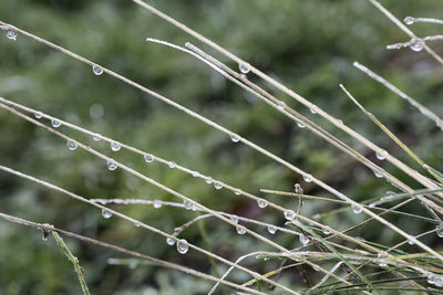 Close-up of wet spider web on plant