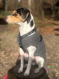 Close-up of a dog looking away