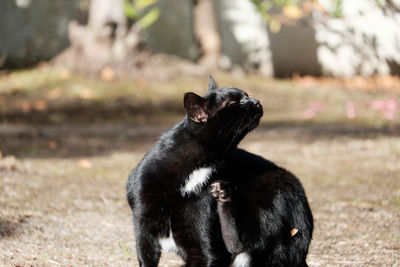 Black cat on field