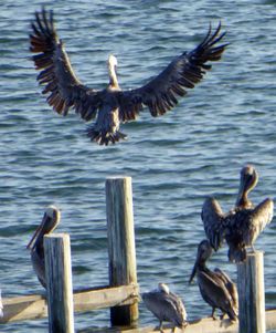 Seagulls flying over lake