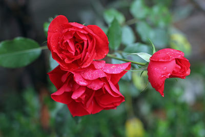 Close-up of red rose