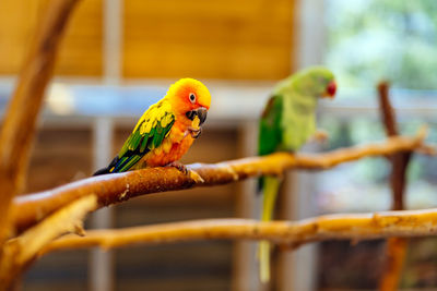 Close-up of parrot perching on branch