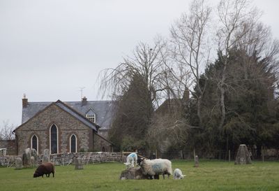 Sheep on field against clear sky