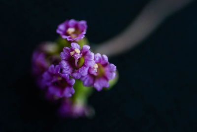 Close-up of purple flowers