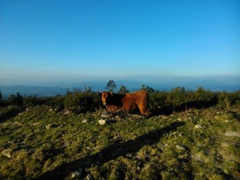 Scenic view of landscape against clear sky