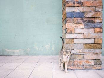 Portrait of cat on wall