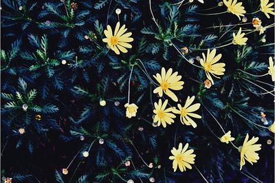 Close-up of flowers blooming outdoors