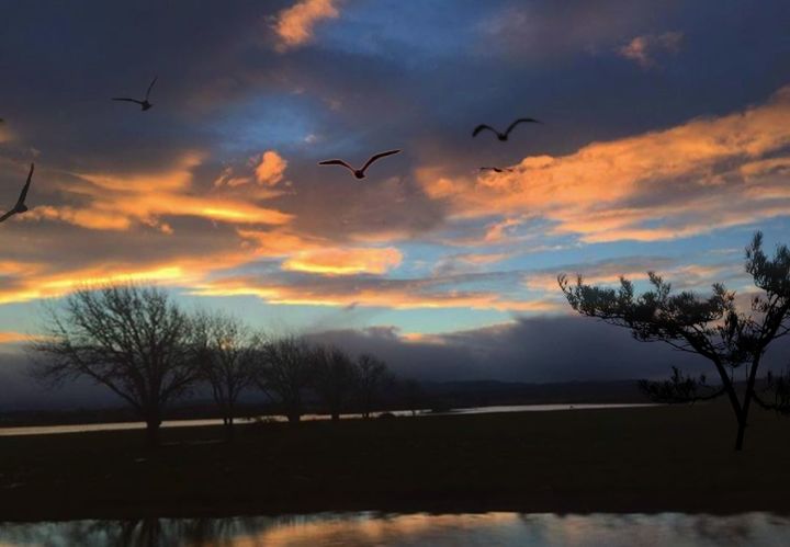 sunset, silhouette, sky, tree, cloud - sky, nature, flying, beauty in nature, bird, tranquil scene, scenics, water, tranquility, no people, outdoors, animals in the wild, animal themes, mid-air, bare tree, landscape, day