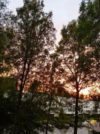 Low angle view of trees in forest against sky