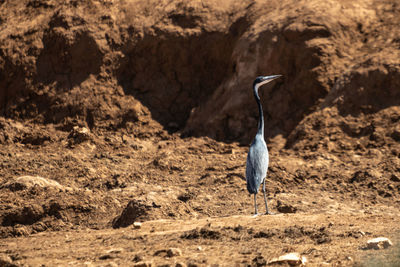 View of a bird on rock