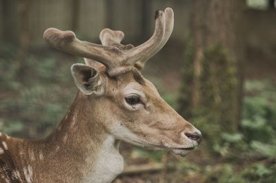 Close-up of deer