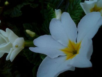 Close-up of white flowers blooming outdoors