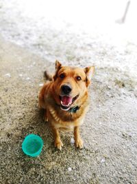 Portrait of dog in water