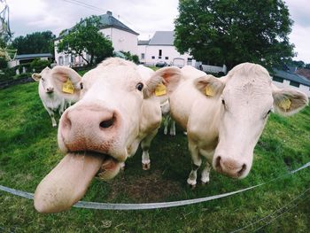 Cow grazing in field