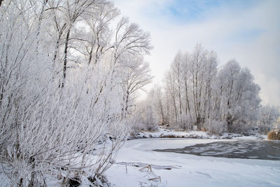 Snow covered bare trees against sky