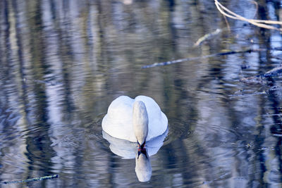 Swan swimming in lake