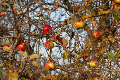 Close-up of apples  on tree