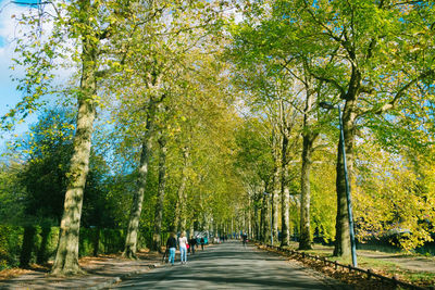 Trees in forest