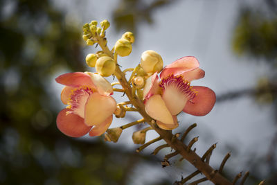 Close-up of flowering plant