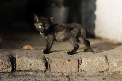 Close-up portrait of kitten