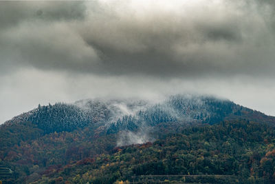 Scenic view of forest against sky