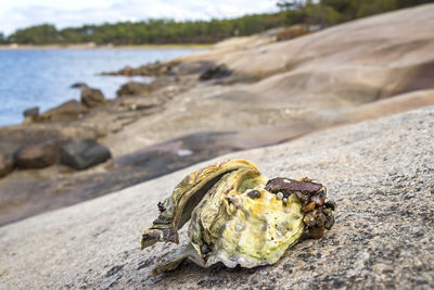 Close-up of shell on rock